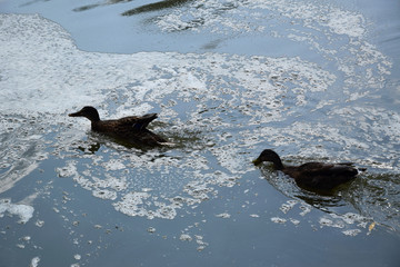 Feeding ducks on a pond in Europe