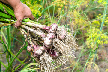 Autumn harvesting of fresh garlic in the garden. Farmer with freshly harvested vegetables, organic farming concept.