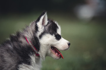 siberian husky puppy