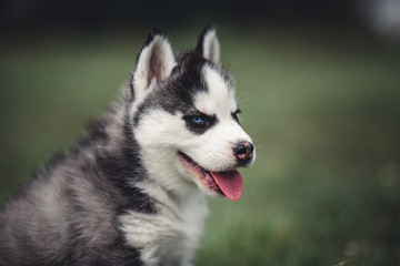 Siberian Husky puppy