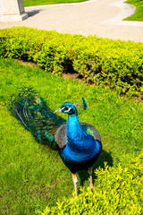 Fototapeta premium PEACOCK IN GARDEN IN PRAGUE IN THE CZECH REPUBLIC