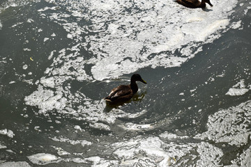 Feeding ducks on a pond in Europe