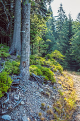 Fototapeta premium Coniferous forest with footpath, Low Tatras, Slovakia