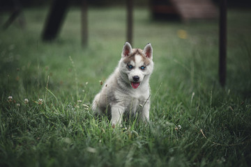 Siberian Husky Puppies