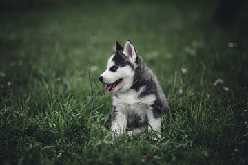 siberian husky puppy