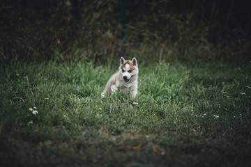 Obraz premium Siberian Husky Puppies
