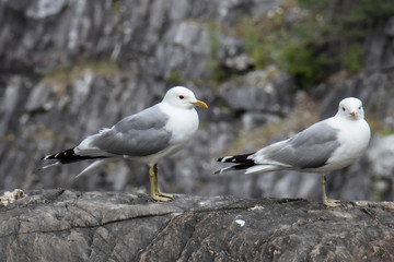 two seagulls are sitting on a marble rock