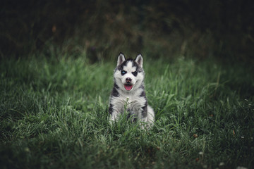 Siberian Husky puppy