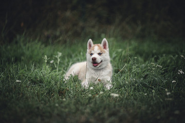 Siberian Husky puppy