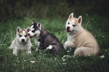 Siberian Husky Puppies