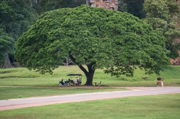 big massive tree and a person with a motorbike below it in angkor wat cambodia