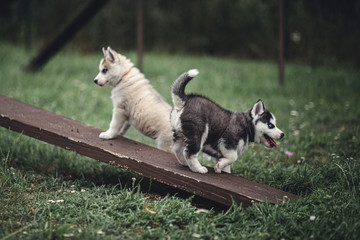 Siberian Husky Puppies