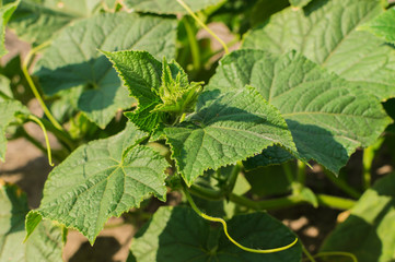 Cultivation of cucumbers on the garden bed in the village. Organic healthy vegetable.
