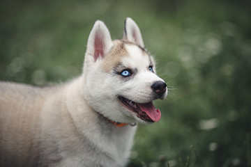 Siberian Husky Puppies