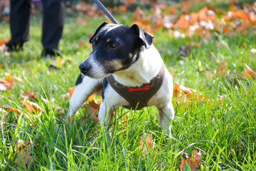  Dog of breed Jack Russell on walk, dog on leash,