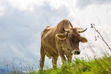 Kuh - Allgäu - Hörner - malerisch - stolz