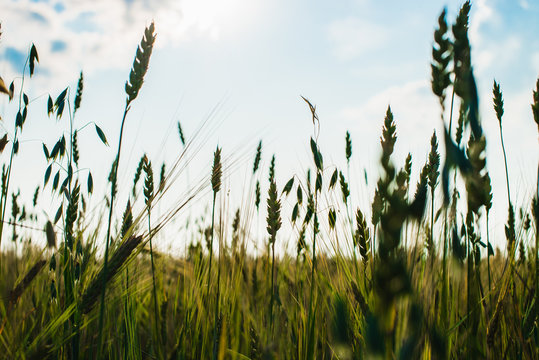 green ears of wheat, barley and rye growing in the field. Close-up.