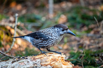 Tannenh&auml;her - H&auml;her - Rabenv&ouml;gel - Eichel