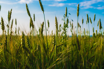 Obraz premium green ears of rye growing in the field. Close-up. Blue sky on the background.