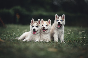 Siberian Husky Puppies © martynanysk