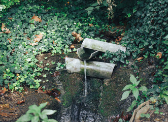 Refined stream, a source of water among the leaves and roots of trees.