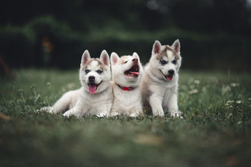 Fototapeta premium siberian husky puppy