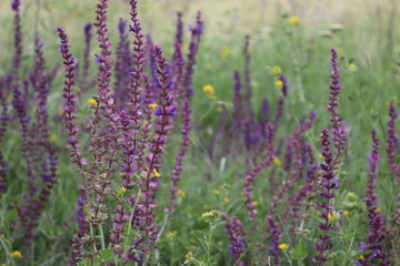 Obraz premium Summer green meadow with purple wildflowers in Ukrainian countryside
