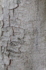 gros plan sur une écorce d'un arbre avec de nombreuses fissures