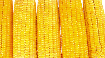  Close up of several yellow corn cubs