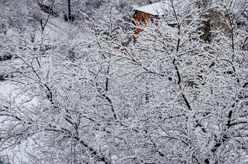 snowy trees in the park, beautiful winter landscape,