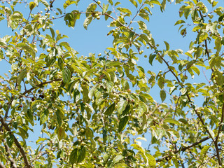 Branches and foliage of Siberian crabapple with unripe light green cherries or little apples (Malus baccata)