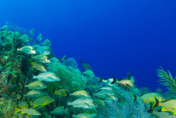 A school of fish hanging out on the reef. This tropical wam water surrounds the Cayman Islands and is home to many interesting creatures. These fish are called grunts