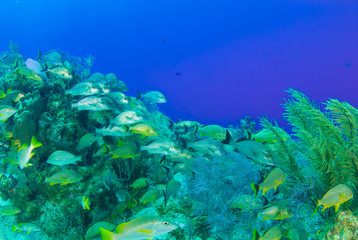 A school of fish hanging out on the reef. This tropical wam water surrounds the Cayman Islands and is home to many interesting creatures. These fish are called grunts