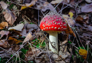 mushroom is not edible, mushroom with a red cap grows