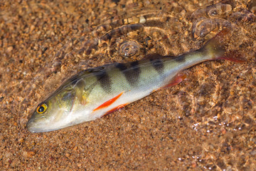 Perch lies on the sand. Predatory river fish in water. Concept ecology. Environmental pollution.