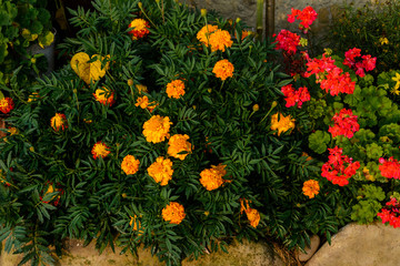 Dahlia flower in beautiful colorful flower garden, beautiful flower queen.