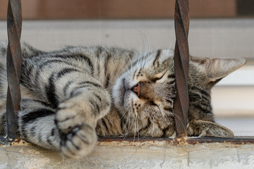 Portrait of stray cat sleeping in the street in Izmir in Turkey. Stray dogs and cats are a problem in Turkey.