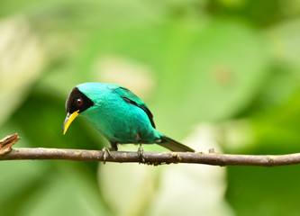 Green Honeycreeper 