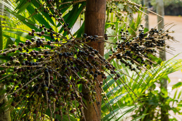 A&ccedil;a&iacute; nativo 