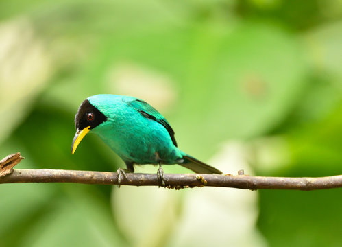 Green Honeycreeper 
