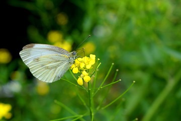 Schmetterling auf einer Butterblume