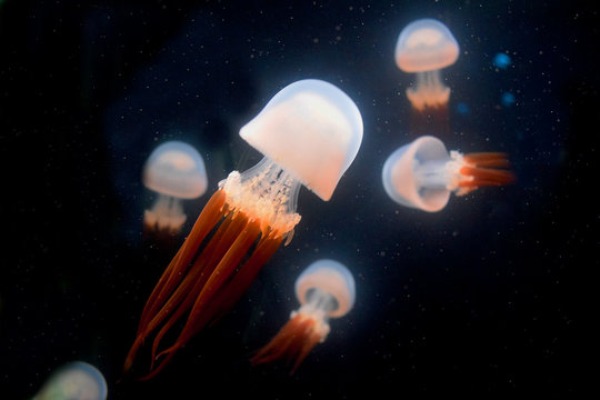 Wei&szlig;/Orange Quallen im Dunklen