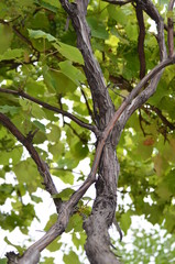 tree with green leaves