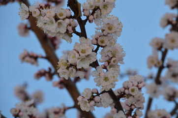 flowers in spring