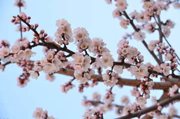 cherry blossom