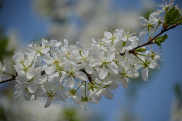 white flowers of cherry tree