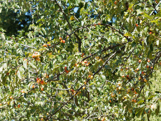 Branches and foliage of Siberian crabapple with with oblong yellow to red fruits (Malus baccata)