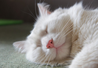 Obraz premium The pet white cat is sleeping. The cat dreams. Sleeping cat. Nice cat