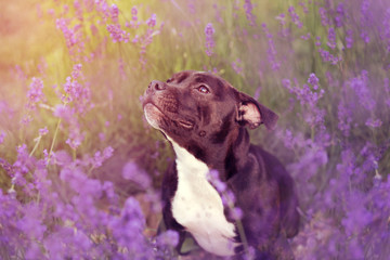 Beautiful portrait of an english staffordshire bull terrier among lavender flowers.