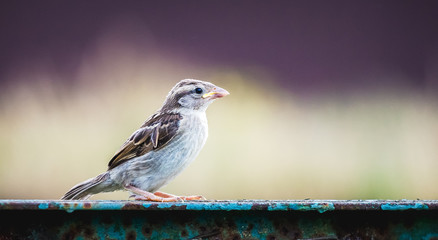 Young sparrow in profile on dark blurred background_